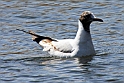 sorthovde maege IMG_4797